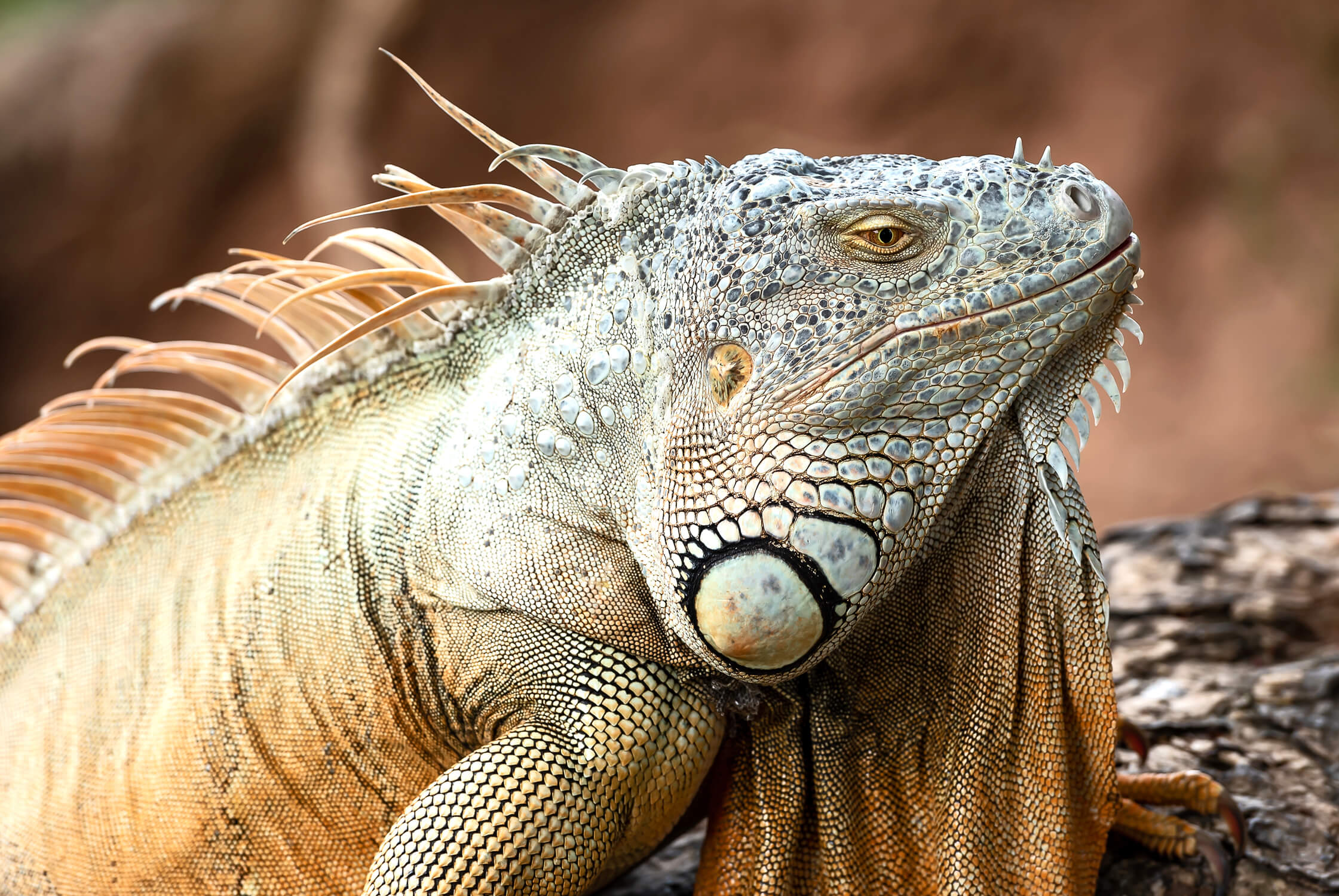 Découvrez San José, les parcs nationaux, le volcan Arenal, la réserve Monteverde, les plages et la faune si typique…